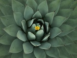 Agave Plant in Huachuca Mountains Photographie par David Muench