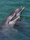Bottlenose Dolphins Calling from the Water Fotografie-Druck von Tom Brakefield
