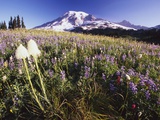 Flowers and Mt. Rainier Photographic Print by Craig Tuttle