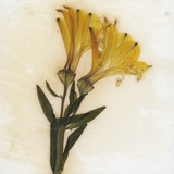 Alstroemeria Photographic Print by David Roseburg