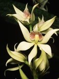 Encyclia Fragrans Orchid Blossoms Photographic Print by Kevin Schafer