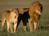 Male and Female Lion Photographic Print by Paul Souders