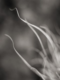 Rays of Light VI Photographic Print by Nicola Dill