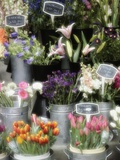 Flowers for Sale Photographic Print by Susan C. Rosenthal