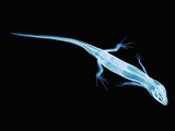 X-Ray of Lizard Photographic Print by Robert Llewellyn
