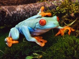 Red-eyed Treefrog Photographic Print