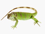 Green Iguana Photographic Print by Martin Harvey