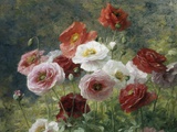 Amapolas Lámina fotográfica por Louis Marie Lemaire