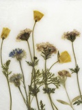 Papaver IV Photographic Print by David Roseburg