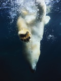 Polar Bear Swimming Fotografisk tryk af Stuart Westmorland