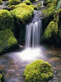 Mossy Rocks and Creek Waterfall Photographic Print by Craig Tuttle