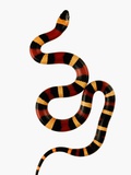 Pueblan Milk Snake Photographic Print by Martin Harvey
