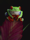 David Northcott - Red-Eyed Tree Frog Perched on Plant Fotografická reprodukce