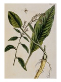 Horseradish Giclee Print by Elizabeth Blackwell