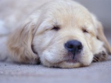 Golden Retriever Puppy Sleeping Photographic Print