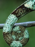 Coiled Prehensile Tail of a Parson's Chameleon Photographic Print
