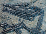 Oldest Pterosaur Fossil Photographic Print by Jonathan Blair