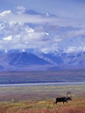 Caribou on Tundra Below Mt. McKinley Photographic Print by Paul Souders