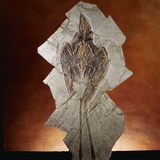 Fossil Bird Photographic Print by Layne Kennedy