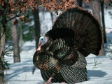 Wild Turkey Photographic Print by Tom Brakefield