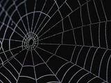Water Drops on Spiderweb Fotografisk trykk av Annie Griffiths Belt