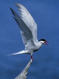 Perching Arctic Tern Spreading Wings in Manitoba Photographic Print by Arthur Morris