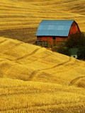 Barn and Golden Wheat Field Photographic Print by Robert Crum