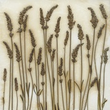 Lavender Photographic Print by David Roseburg