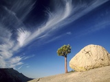 Tree and boulder - Yosemite National Park Photographic Print by Gavriel Jecan