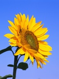 Giant Sunflower Photographic Print by Richard Klune