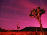 Joshua Tree Against Magenta Sky Photographic Print by Richard Cummins