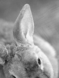 Rabbit's Ear Photographie par Henry Horenstein