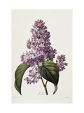 Lilas Reproduction procédé giclée par Pierre Joseph Redoute
