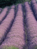 Rows of Lavender in Bloom Photographic Print by Owen Franken