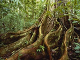 Roots and Trunk of Sloanea Tree Fotografisk trykk av Gary Braasch