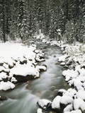 Creek Winding Way Through Forest Photographic Print by Craig Tuttle