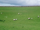 Sheep on Hillside in Ireland Photographic Print by Joey Nigh