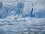 Polar Bear on Ice at Monaco Glacier Photographic Print by Hans Strand