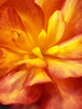 Dahlia Photographic Print by David Roseburg