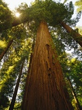 Redwood Tree Photographic Print by Charles O'Rear