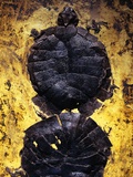 Pair of Freshwater Turtle Fossils Fotografisk trykk av Jonathan Blair