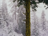 Mossy Green Tree in a Snowy Forest Photographic Print by Wayne Green