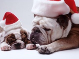 Bulldog Santas Photographic Print by Larry Williams