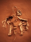 Fossil of Oviraptor and Eggs Photographic Print by Louie Psihoyos