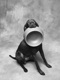 Dog Carrying Food Bowl Photographic Print by Lawrence Manning