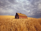 Old Barn Amidst Wheat Field Photographic Print by Craig Tuttle