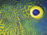 Blue and Yellow Triggerfish Eye Photographic Print by Bill Varie