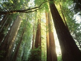 Forêt de séquoias Photographie par Jim Zuckerman
