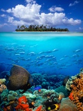 Underwater Scene in the Tropics Photographic Print by Gray Hardel