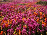 Poppy field - Antelope Valley, California Photographic Print by Craig Tuttle